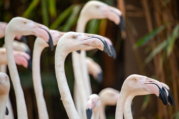 Greater flamingo