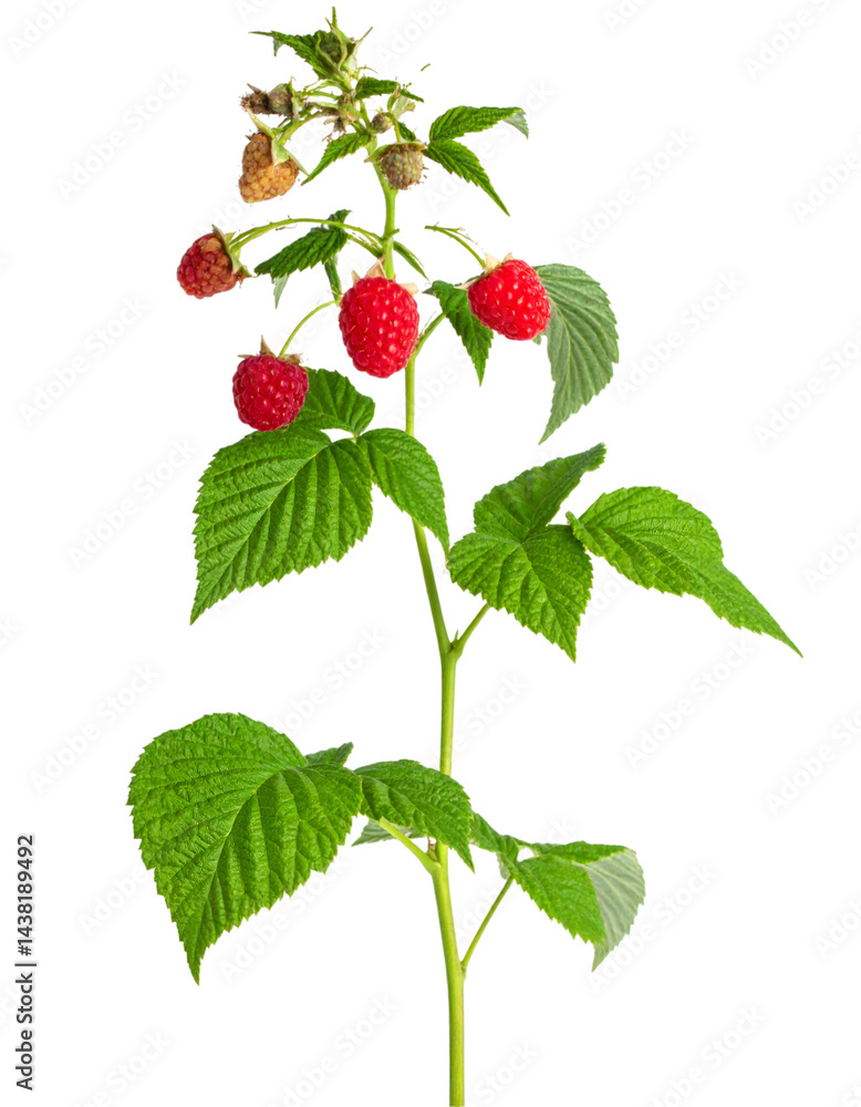 Poster ripe red raspberries clustered on verdant branch, isolated with precision clipping path