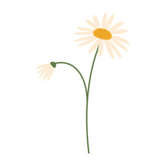 Delicate colorful flowers with green leaves on a clean white background. Spring and Summer Season