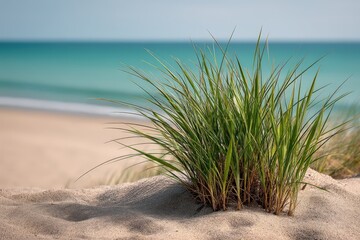 Wild grass tufts on light sandy terrain under clear daylight with shallow depth evoking natural growth patterns in coastal arid climate zones