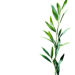 Fototapeta premium Green plant stem closeup dark background image