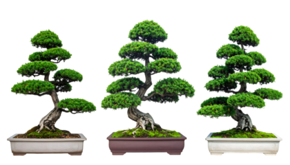 Miniature bonsai collection, multiple angles, transparent backdrop, perfect for creative digital design projects