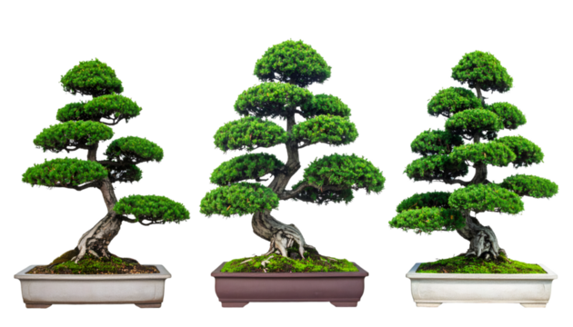 Miniature bonsai collection, multiple angles, transparent backdrop, perfect for creative digital design projects