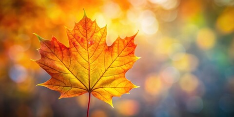 Obraz premium A single, vibrant maple leaf illuminated by the soft glow of autumn sunlight, showcasing the intricate details of its veins and the transition of colors from green to red and yellow.
