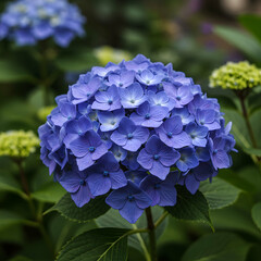 Obraz premium Stunning Blue Hydrangea Blooms in Lush Green Foliage