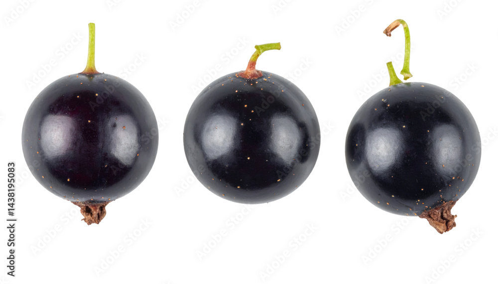 Poster set of three black currant berries isolated on transparent background with clipping path