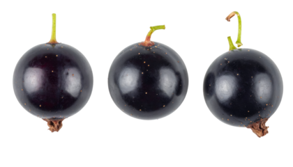 Set of three black currant berries isolated on transparent background with clipping path