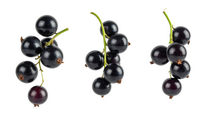 Set of three black currant sprigs hanging on transparent background