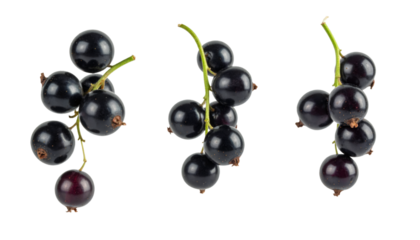 Set of three black currant sprigs hanging on transparent background