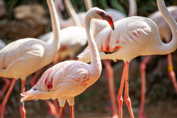 Lesser flamingo