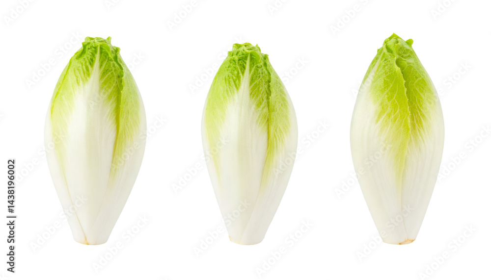 Poster three endives isolated on transparent background with clipping path