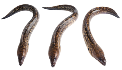 Three moray eels are swimming gracefully against a transparent background, creating a captivating underwater scene