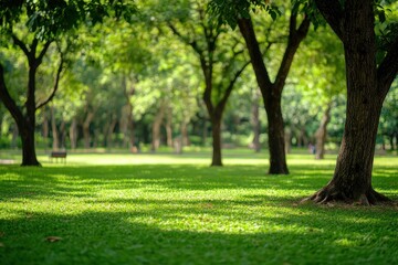 Obraz premium Peaceful park scene sunny day