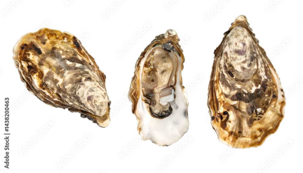 Poster set of three oysters from different angles isolated on transparent background