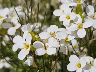 white cherry blossom