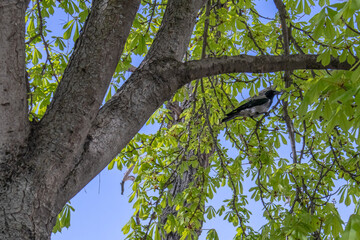 A crow sits on the branches of a tree. Birds in the city. A gray crow among the green leaves of a tree.