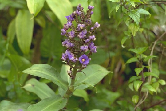 Dichorisandra thyrsiflora - Blue Ginger Blooming
