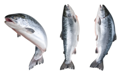 Set of three salmons jumping and swimming isolated on transparent background