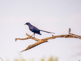 A meves' starling (Lamprotornis mevesii) standing on a branch in the Okavango Delta