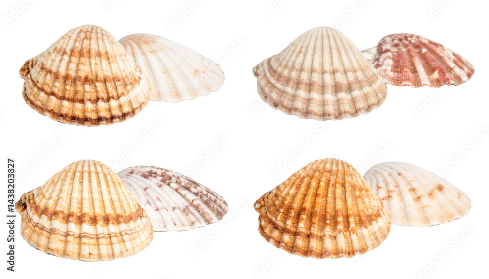 Poster set of four seashells showing different angles on transparent background