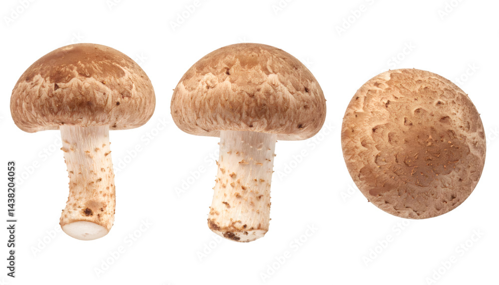 Poster set of three shiitake mushrooms from different angles, isolated on transparent background