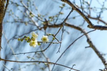 青空に映える白梅の花