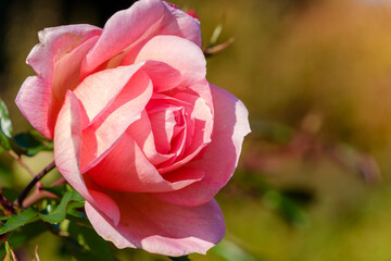 陽光を浴びるピンクのバラ