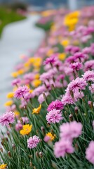 Fototapeta premium Closeup of Pink Dianthus Flower Field with Yellow Flowers and Green Grass Outdoors