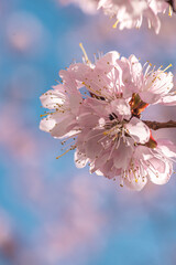 Blossoming branches of trees. Pink flowers