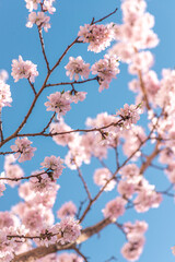 Blossoming branches of trees. Pink flowers