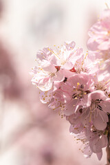 Blossoming branches of trees. Pink flowers