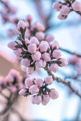 Unopened pink flower buds on the branches