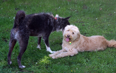 Mixed breed dog playing with Labradoodle on the grass in the garden. Shallow depth of field.
