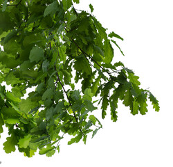 Macro photo of spring oak branch with leaves on transparent background