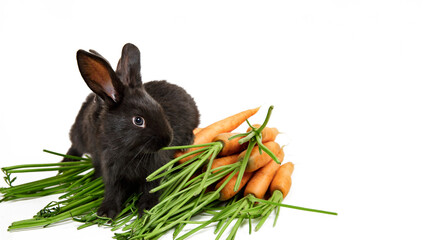 Two black rabbits sit and eat fresh carrots isolated on white background close-up. Farm vegetable. Concept of eco market. Mockup design with copy space. Vitamin food. Organic farming. Banner.