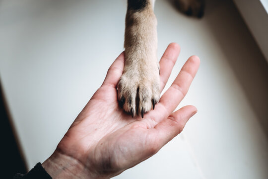 A dogs paw in a persons palm. Human and animal connection. The concept of trust, friendship and helping hand. Give me paw. Stray animals in shelter wait owner. Volunteer donation. Volunteering work.