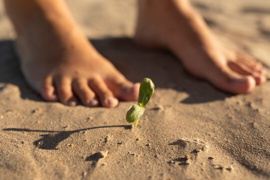 The bare feet of a girl, next to a green bud of some plant, growing among the sand of the beach, mediterranean, Spain