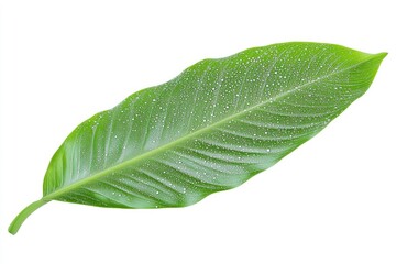 Obraz premium Vibrant green leaf with water droplets