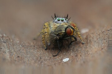 spider with prey on the wood