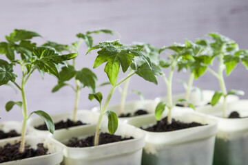 Young tomato seedlings. Ecological cultivation of home tomato seedlings in winter and early spring