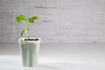 Young tomato seedlings. Ecological cultivation of home tomato seedlings in winter and early spring