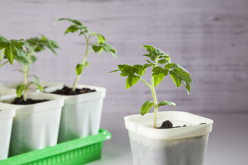 Young tomato seedlings. Ecological cultivation of home tomato seedlings in winter and early spring
