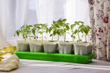 Young seedlings of tomatoes on the windowsill. Ecological home cultivation of tomato seedlings in winter and early spring