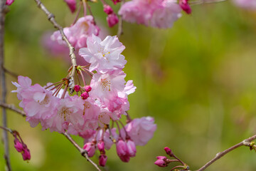 春の日差しに揺れる枝垂れ桜