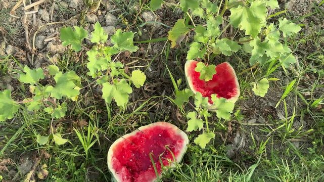Freshly picked watermelon slices on the ground amidst vibrant foliage, Two pieces of sliced watermelon, with visible red flesh and some bite marks, rest on the ground among lush green plants.