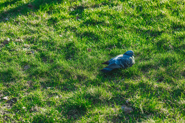 Pigeon is sitting on the green grass in early spring park. City birds in natural environment