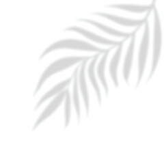 Tropical palm leaf shadow effect isolated on white background. Design element for summer spring project, Mockup, template for product display, 