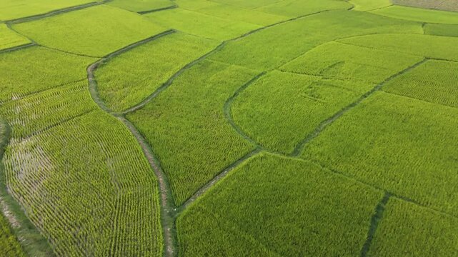 Bathed in sunlight, the young rice fields shimmer in a magical blend of gold and green, as if nature herself has brushed the landscape with a luminous touch.