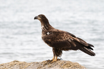 Lone juvenile bald eagle sitting on a rock