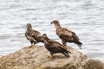 Three juvenile bald eagles sitting on a rock